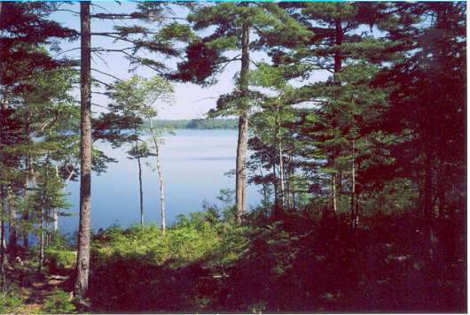 Summer at the Log Cabin