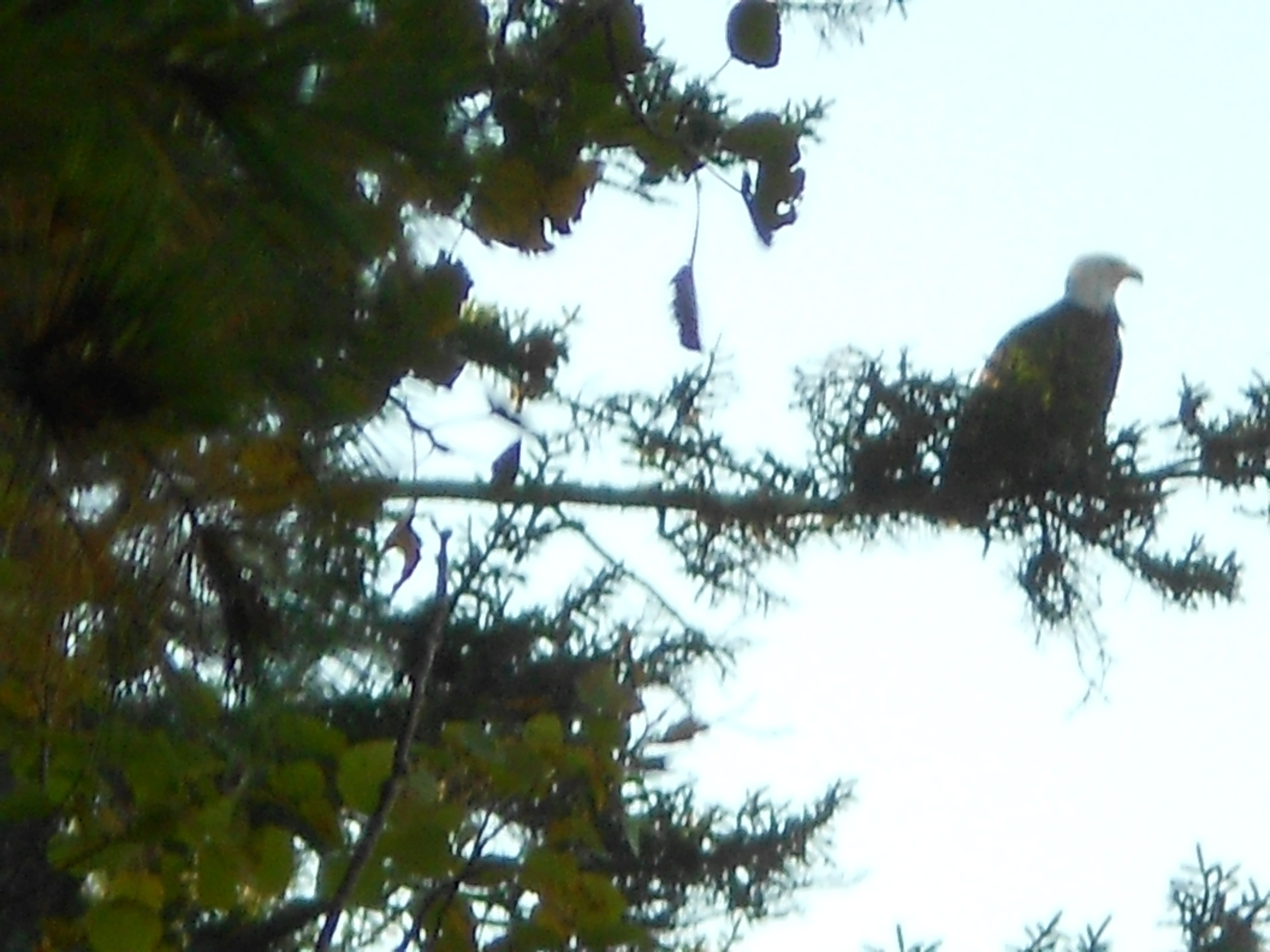 Eagle on the Shore