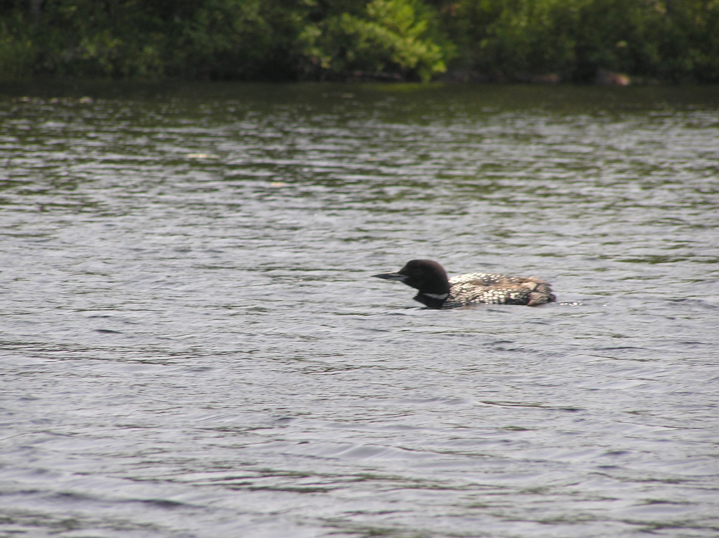 Loon